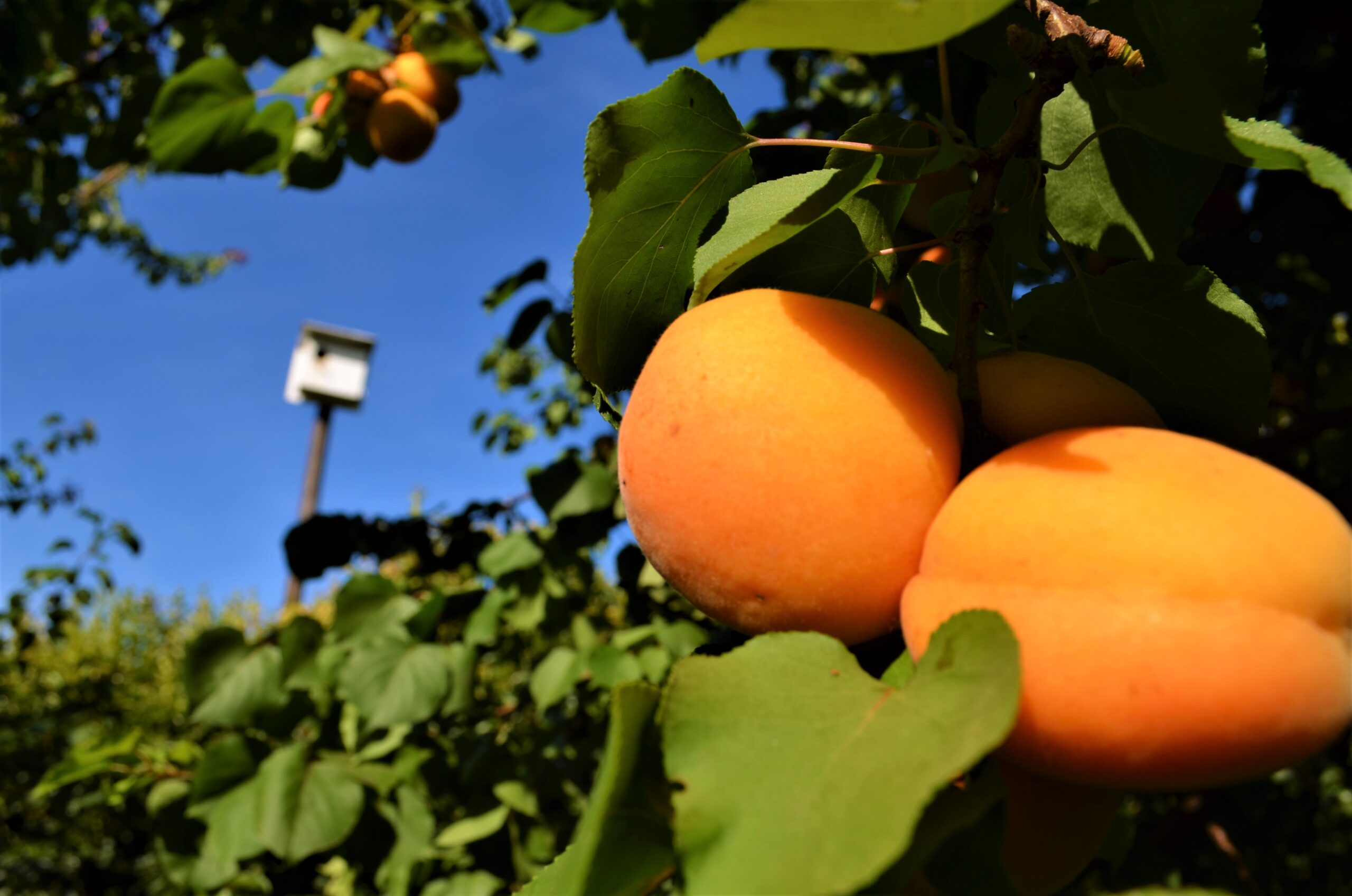 Apricots and Barn Owl House_01
