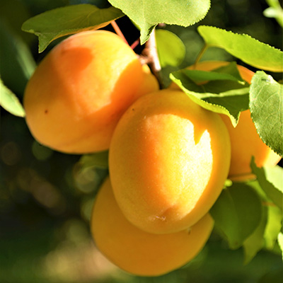 Apricots_09