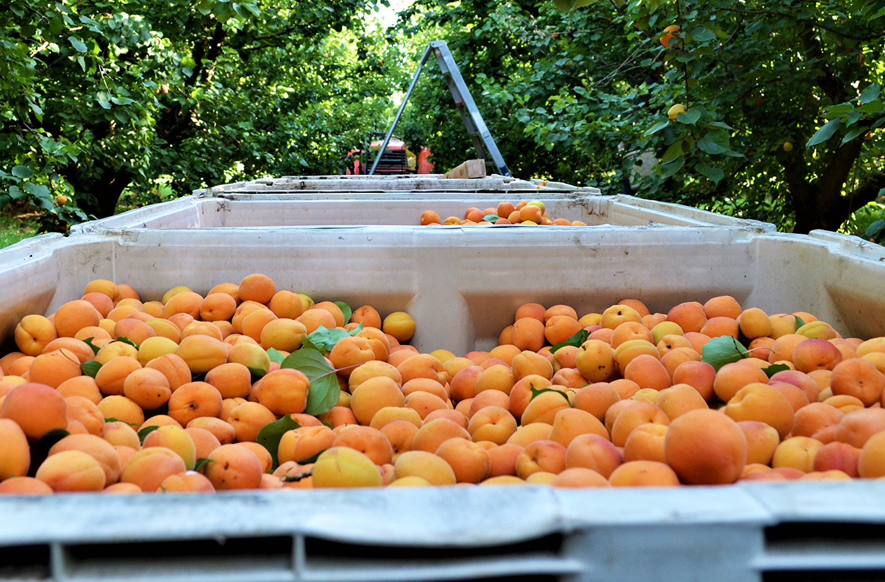 bellaviva-apricot-harvest
