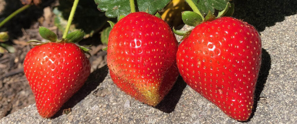 Strawberries from Bella Viva Farm