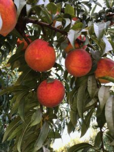Bella Viva Organic Peaches on the Tree