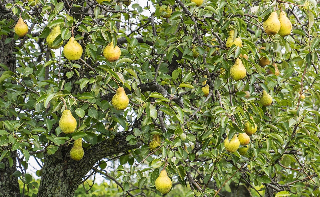 Pears on The Tree